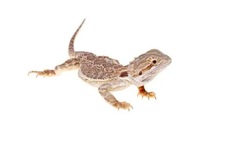 Bearded dragon Stock Photos
