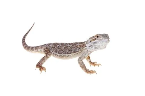 Bearded dragon Stock Photos