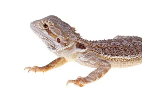 Bearded dragon Stock Photos
