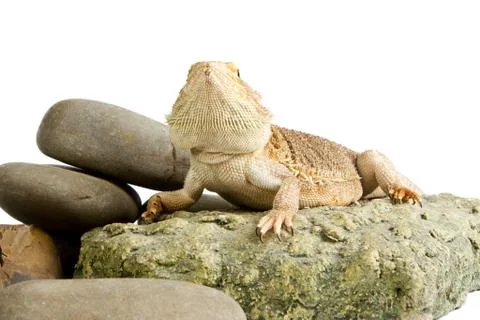 Bearded dragon Stock Photos