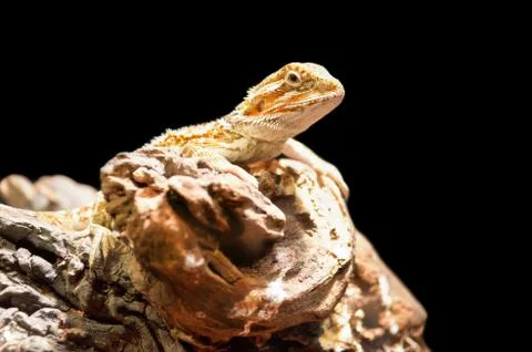Bearded dragon Stock Photos