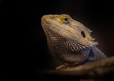 Bearded dragon Stock Photos