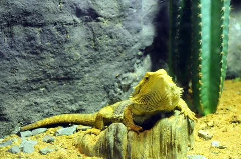 Bearded dragon Stock Photos