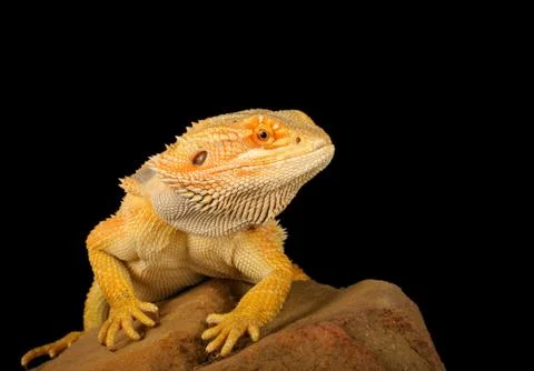 Bearded Dragon Stock Photos