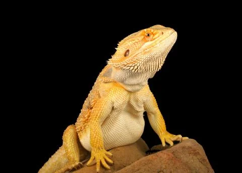 Bearded Dragon Stock Photos