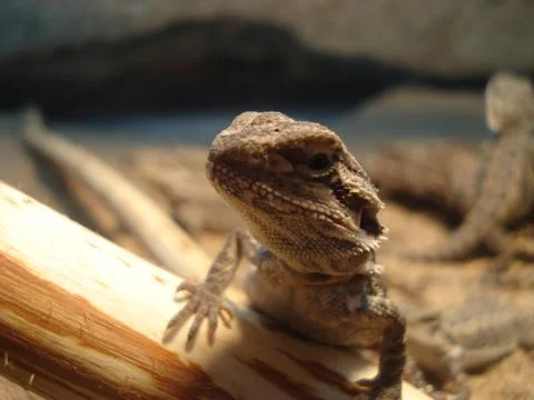 Bearded  Dragon Foto stock