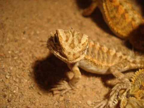 Bearded  Dragon Foto stock
