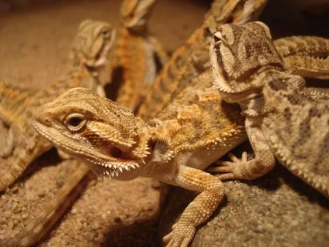 Bearded  Dragon Foto stock