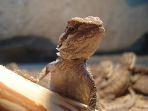 Bearded  Dragon 写真素材