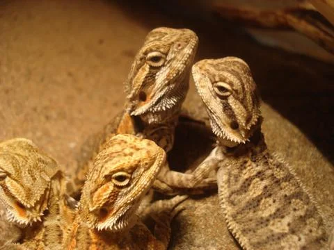 Bearded  Dragon Foto stock