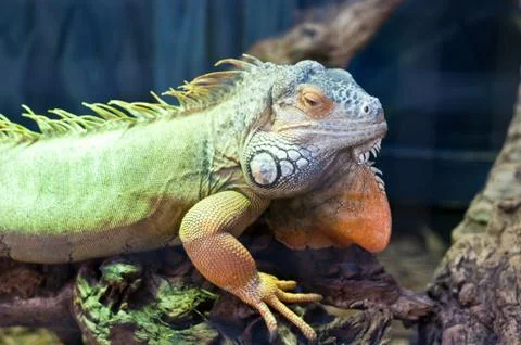Bearded Dragon Stock Photos