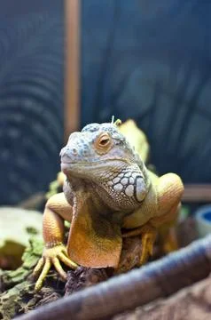 Bearded Dragon Stock Photos