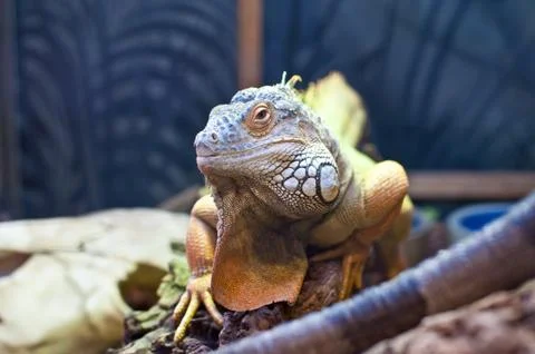 Bearded Dragon Stock Photos