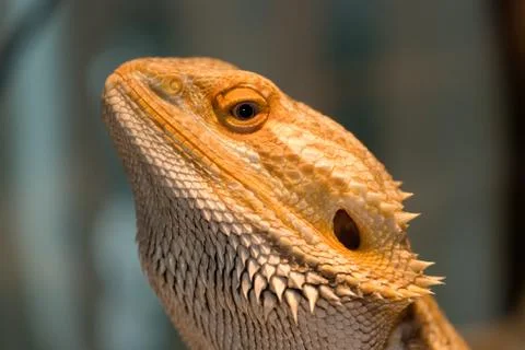 Bearded Dragon Stock Photos
