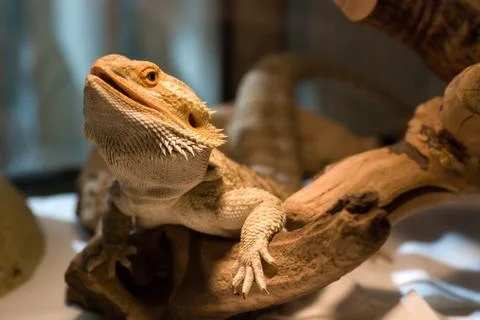 Bearded Dragon Stock Photos