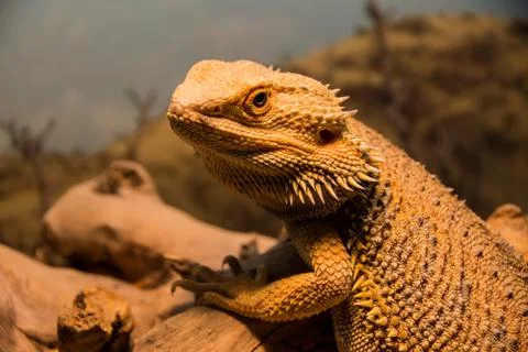 Bearded dragon Stock-Fotos