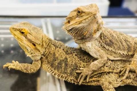 Bearded Dragon Foto stock