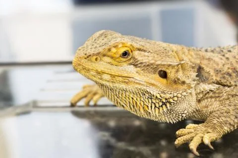 Bearded Dragon Фото