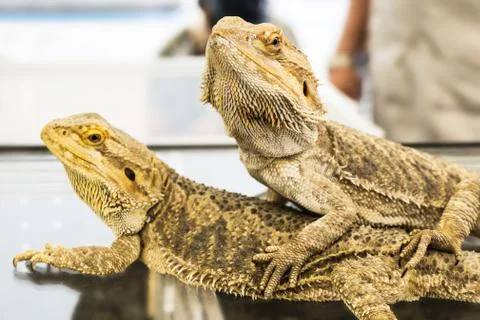 Bearded Dragon Photos