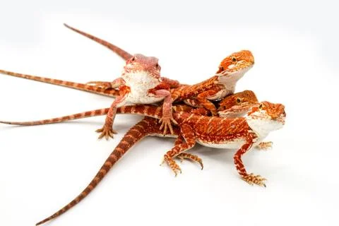 Bearded Dragon Stock Photos