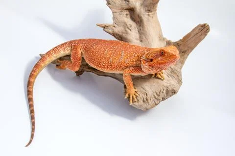 Bearded Dragon Stock Photos