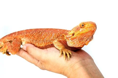 Bearded Dragon Foto stock