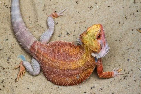 Bearded Dragon Stock Photos