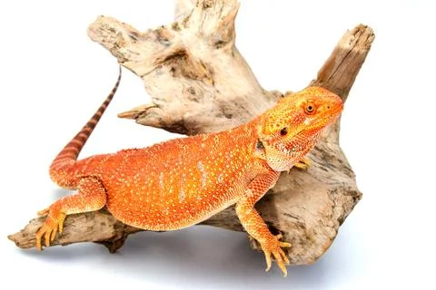 Bearded Dragon Stock Photos