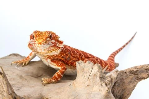 Bearded Dragon Stock Photos