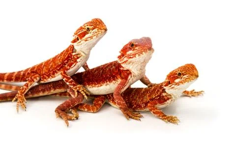Bearded Dragon Stock Photos