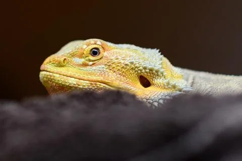 Bearded Dragon Stock Photos
