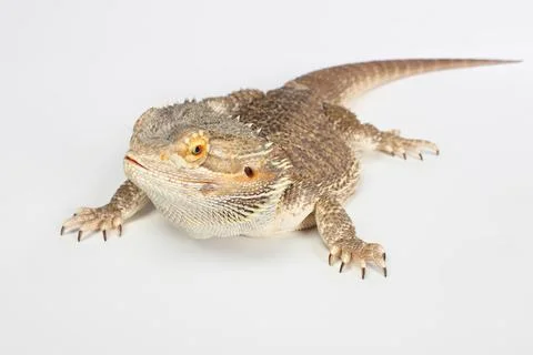 Bearded dragon Stock Photos