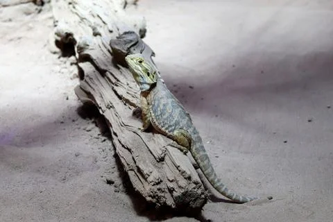 Bearded dragon Stock Photos