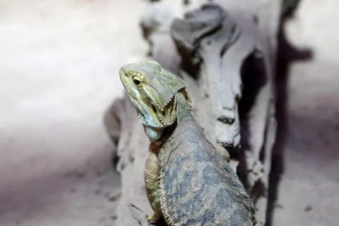 Bearded dragon Stock Photos