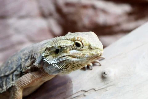 Bearded dragon Stock Photos