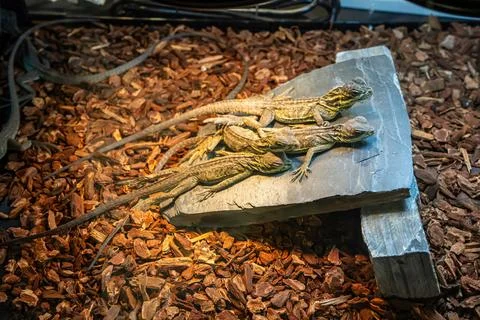 Bearded dragon Stock Photos