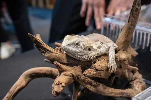 Bearded dragon Stock Photos
