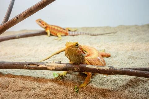 Bearded dragon 스톡 사진