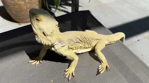 Bearded Dragon (Pogona) Basking in the Sun in a Garden Video stock 278228232