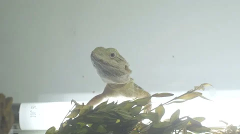 Bearded dragon (pogona) scared Stock Footage 67430684