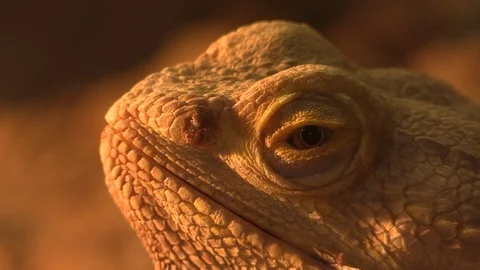 Bearded dragon (Pogona vitticeps), lizard, reptile in detail Stock Footage 88293714