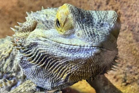 Bearded dragon portrait Stock Photos