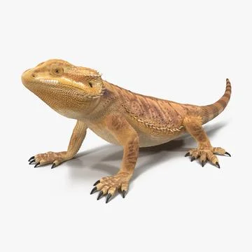 3D Model: Bearded Dragon Pose 2 3D Model #90889243 | Pond5