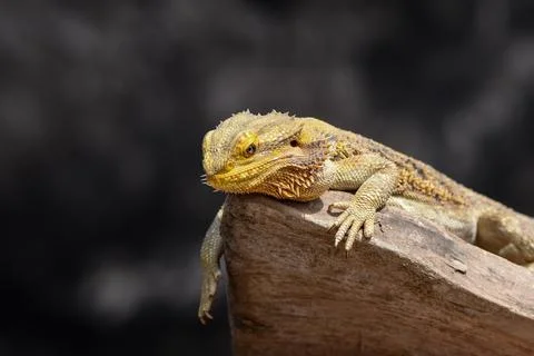 Bearded Dragon posing in the nature Stock Photos