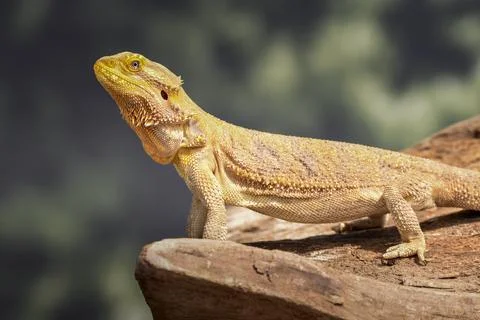 Bearded Dragon posing in the nature Stock Photos