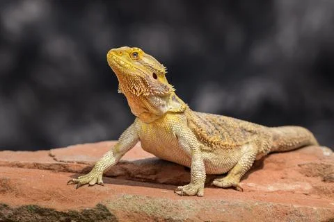 Bearded Dragon posing in the nature Stock Photos