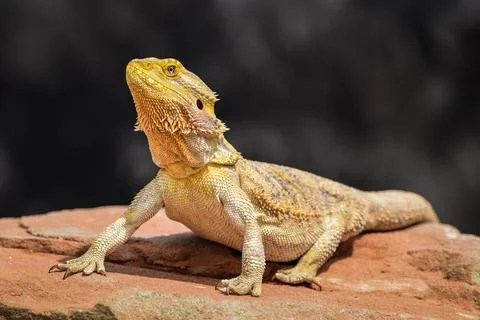 Bearded Dragon posing in the nature 스톡 사진