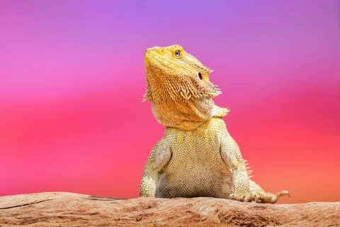 Bearded Dragon posing in the nature 스톡 사진