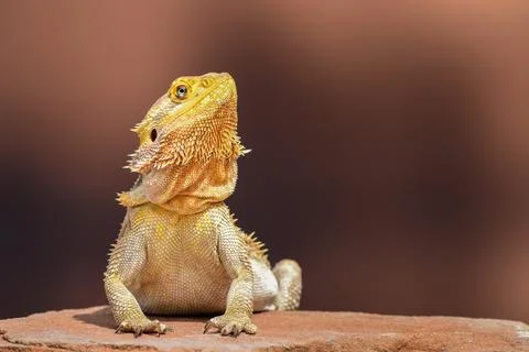 Bearded Dragon posing in the nature Stock Photos