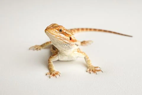 Bearded dragon Professional studio macro photography isolated white background Stock Photos